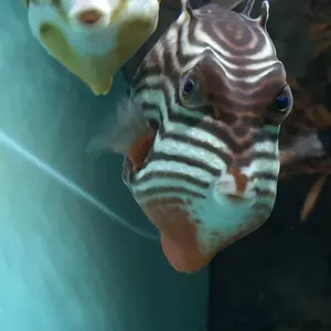 Razer Gigantus V2 ポケモン コラボ マウスパッド イーブイ - メルカリ