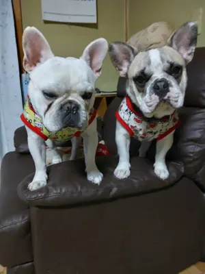 MYSKMTさま専用　フレブル服　とらさんメッシュタンクトップ　ハンドメイド MYSKMTさま専用 フレブル服 とらさんメッシュタンクトップ