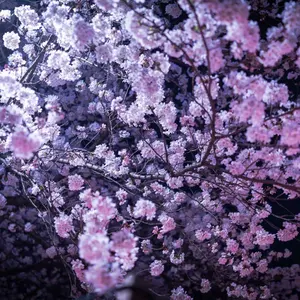 うたの☆プリンスさまっ♪ ターゲットジュエル Innocent Lilac - メルカリ