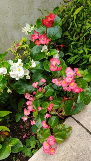 AirPlieDELUXE ポルトエアプリエデラックスAIM-FN078 - メルカリ