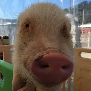 富士工業 FUJI フジグリップ AAコネット 13.0ミリ 未使用 1個 - メルカリ