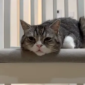 lesserafim 中華 idoustage 2.0 サクラ 購入特典 チェキ - メルカリ