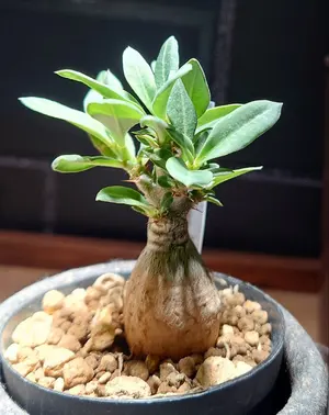 パワードギアハイパーMag ネックレスWHITE×PINKGOLD限定 Lサイズ