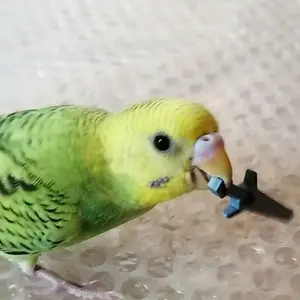 チョコ