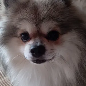モコナ