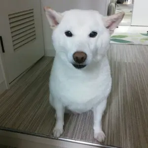 ☆380ml（増量）☆アシュラン☆フォーミーウォッシュ☆ - メルカリ