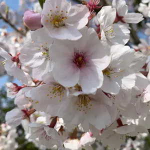 りんたい様専用✨ フォレスタゴール高校入試テキスト5教科 - メルカリ