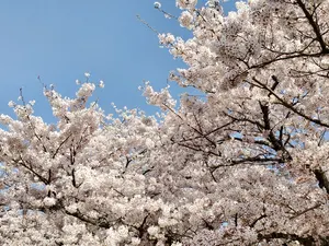 ブラスタ 柘榴 まとめ売り ブラックスター ブラスタ 柘榴 まとめ売り 4766 - メルカリ