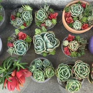 ★★壁掛け❤️★多肉植物★寄せ植え★このまま飾れます★★ このまま飾れます】再販 可愛いシュール釣り猫さん♪多肉植物