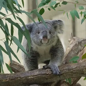ジール ZEQUE Baron F-1651 イーズグリーン タレックス - メルカリ