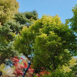 FGO ホテル カルデア イケプリ 宿泊者限定 スクエア缶バッジ オベロン