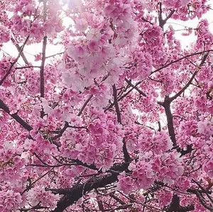 中山美穂さん お別れの会ポストカード - メルカリ