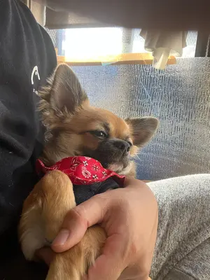 きんちゃん
