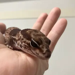 GEX スクリーンテラリウム 4590 飼育ケージ メッシュケージ 爬虫類