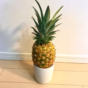 karibuPP⭐️翌日発送