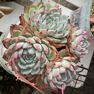 アエオニウム 抜き苗 3種セット 韶秀七彩 ロフコス ホワイト