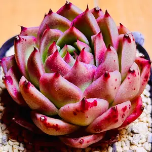 多肉植物 ❣️ロメオ❣️韓国苗育成 抜き苗 b139 - メルカリ