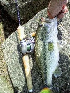 森*ん様 Shimano Bantam Scorpion 1000 ベイトリール - メルカリ
