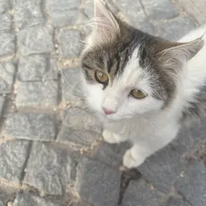 Jimi Hendrix Stratocaster model クリームカラー - メルカリ