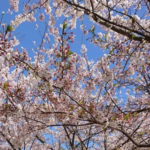 侑浬(引越しセール22日まで)