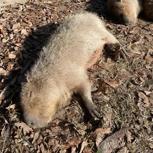 乃木坂46 チャンスメール モバメ レア 賀喜遥香 生写真 Mail 4