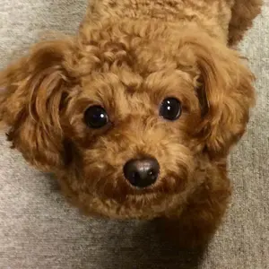 正規品】ポップマート テッド2 ぬいぐるみ コンプリートセット 全6