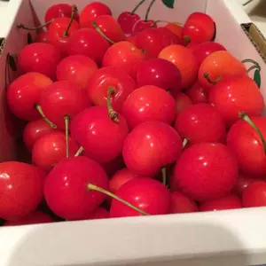 PEARLY GATESダイヤニットジャカード フルジップブルゾン - メルカリ