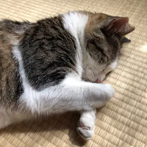 SIGFRID】ポケットホルン ピンク ゴールド 彫刻入り - メルカリ