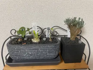 特価 ブリガミア インシグニス 鉢毎発送 - メルカリ