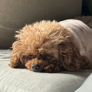 drt タイニークラッシュlowマジックシュリンプ 未使用品 - メルカリ