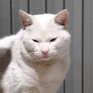 ☀野良のまねきねこ☀次回発送9/8