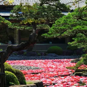 値下げ 清春 人時 黒夢 黒と影 日本武道館 2枚組 SADS - メルカリ