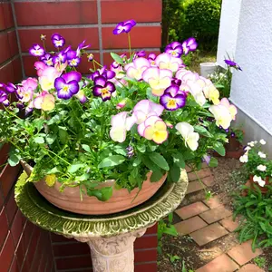 ロイヤルウースター ラビニアホールケーキプレート28cm 丸 - メルカリ