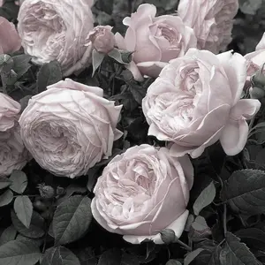 SEVENTEEN エスクプス もしもしカード もしもカード - メルカリ