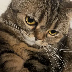 hide ぬいぐるみ 7体セット CD Blu-ray本 - メルカリ