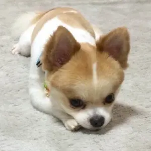みー