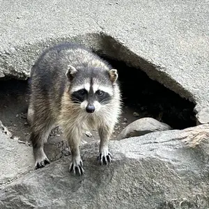 コレクション株 サイカス カイルンシアナ 赤肌 - メルカリ