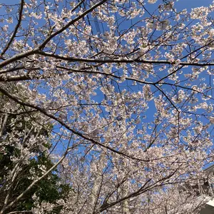 サンクスアイ アマテラス プロテオイル - メルカリ