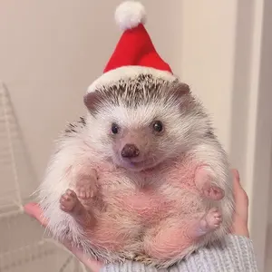 きなこ　プロフィール必読！