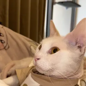 長濱 2019 5年 グラバーコレクション49 アユ - メルカリ