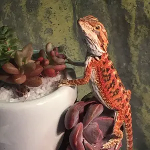 UNION ARENA アークナイツ ケルシー デッキ パラレルあり - メルカリ