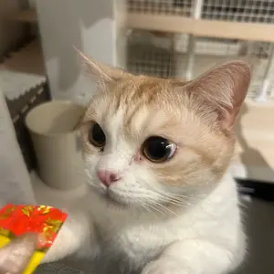 takoyakiのおみせやさん。