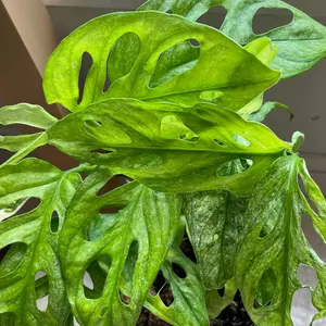 LA便 Cryptocoryne sp. Min-2 Philippines - メルカリ