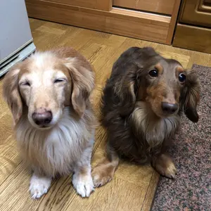 超希少☆特大リトルジェム2.4M(鉢底から)品番C - メルカリ