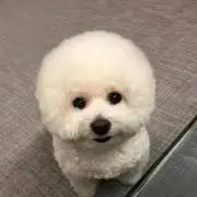 TXT ヒュニンカイ 1000人限定 トレカ fc限定 - メルカリ