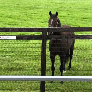 STARFLYER 初便搭乗証明書と模型などの記念品 - メルカリ