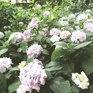 GARNET CROW ファンクラブ限定 懐中時計 - メルカリ