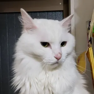 鳥*郎様 不明2 超大バスタオル・バスタオル•毛布 萌えタオル - メルカリ