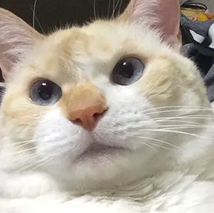 中森明菜ALDEAR Bar atTokyo2025アクスタ2体とステッカーB - メルカリ