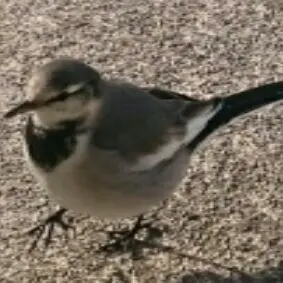 夢弦工房 カリンバ 12半音 木製 ハンドメイド 癒しの親指ピアノ